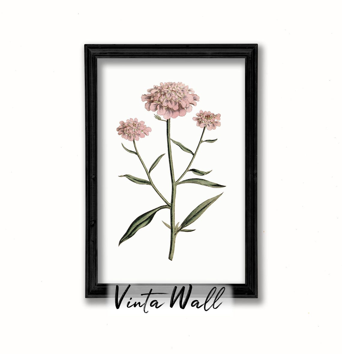 Pink Candytuft Bloom Clusters Vintage Botanical Illustration Poster - Image 2