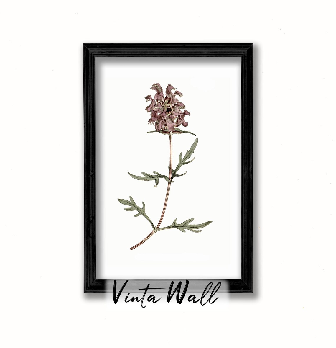 Mauve Pincushion Wildflower Vintage Botanical Illustration Poster - Image 2