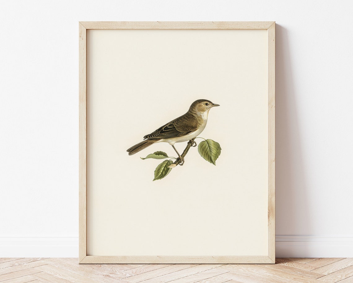 Warbler Songbird Vintage Naturalist Illustration Farmhouse Poster - Image 3