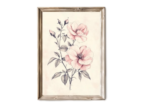 Pink Wild Rose Sketch Blossoms Buds Vintage Botanical Art Poster