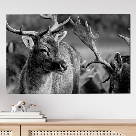 Black And White Fallow Deer Stag Close Up Wildlife Portrait Poster