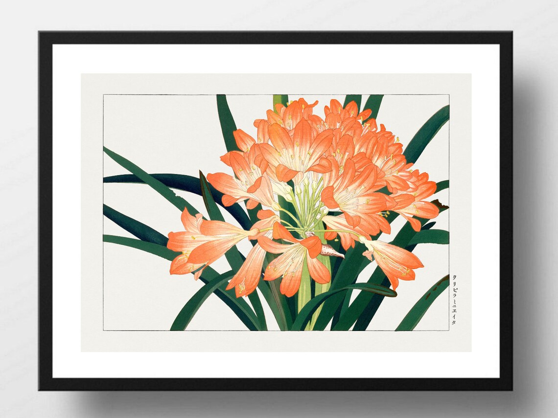 Orange Clivia Flowers Vintage Japanese Botanical Floral Wall Art