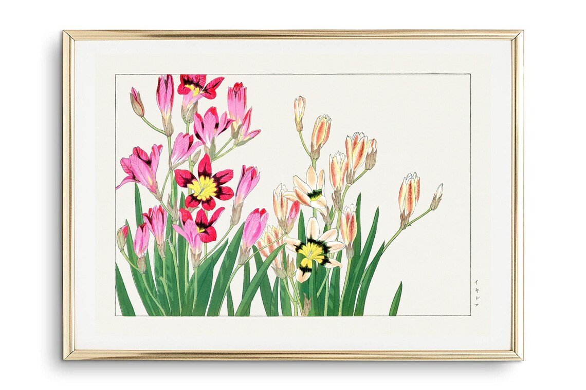 Japanese Ixia Flowers Vintage Botanical Illustration Floral Art Print - Image 2