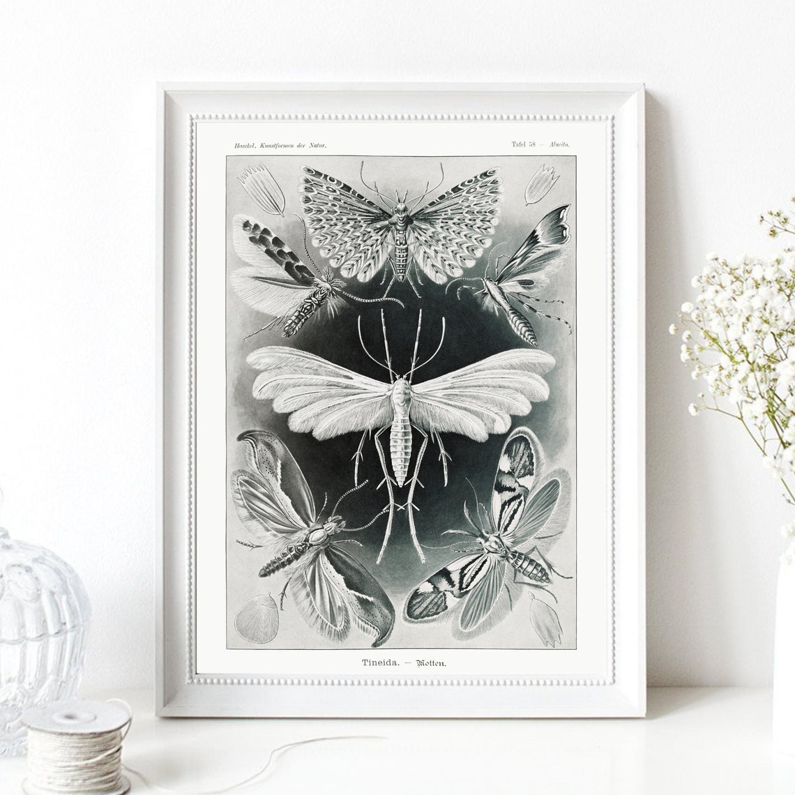 Haeckel Moths Tineida Black And White Vintage Entomology Art Print