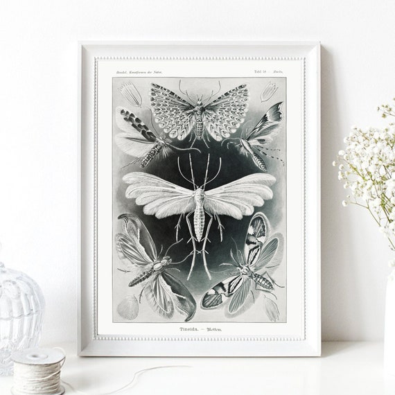 Din A4 Art Print Without Frame Moths Haeckel Art Forms Of Nature Moth Butterfly Retro Vintage Maritime Ocean Print Poster Image