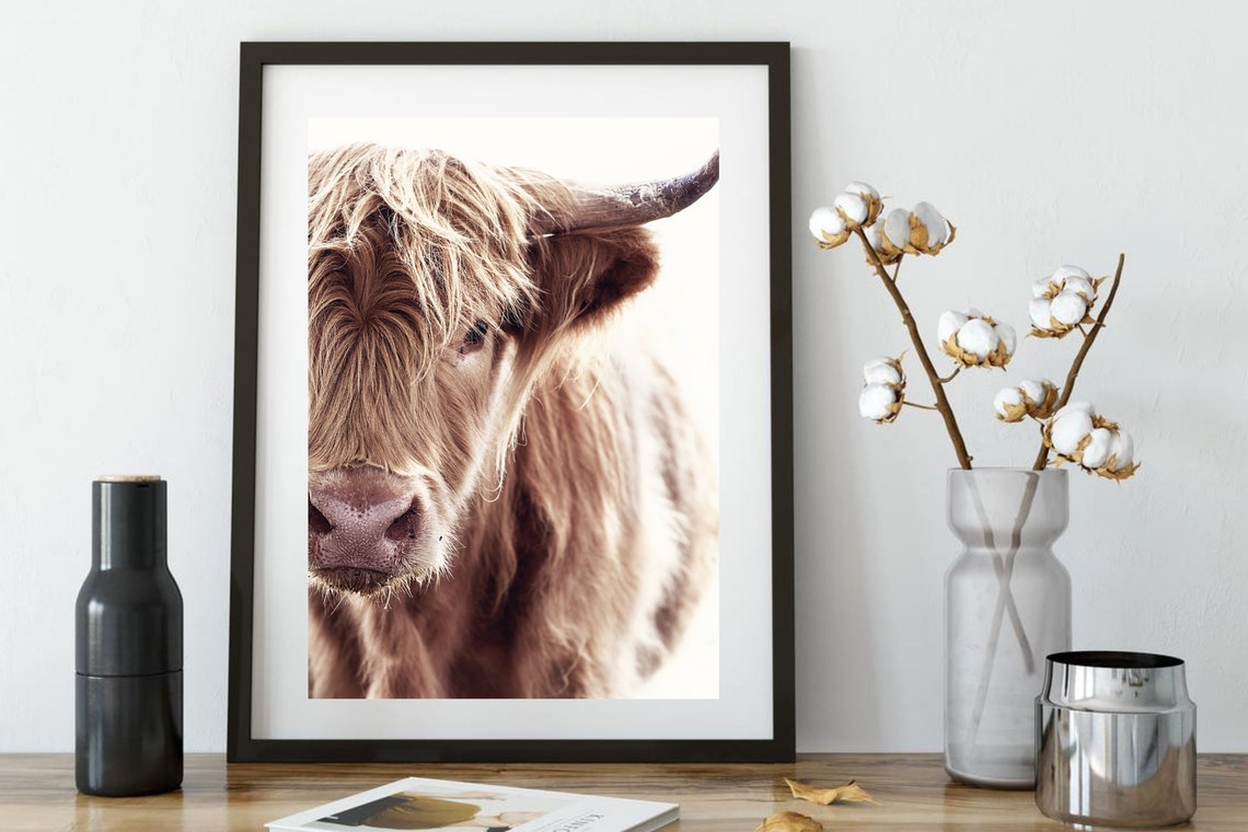 Scottish Highland Cow Close-Up Portrait Brown Fur Farm Animal Poster
