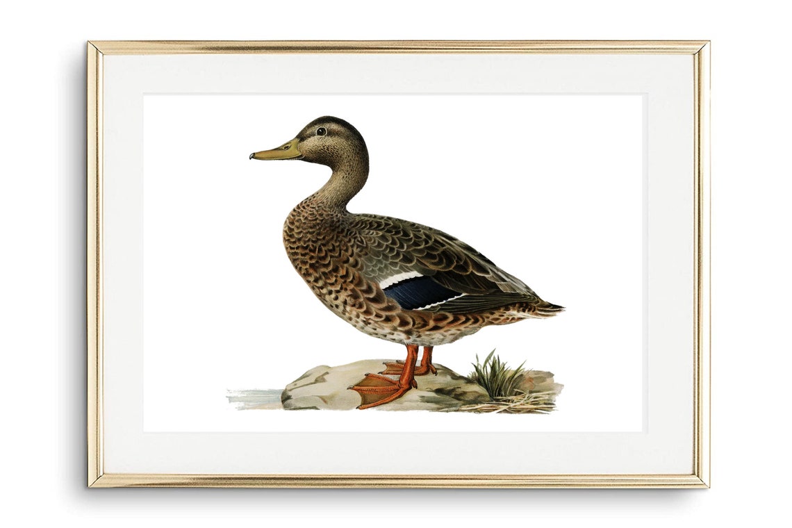 Female Mallard Duck Vintage Natural History Bird Illustration Print - Image 3