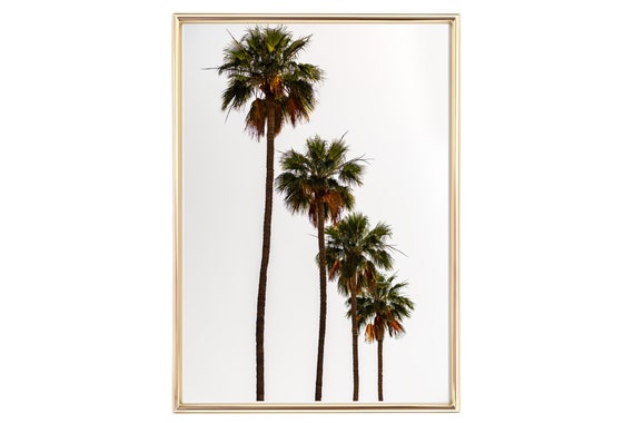 Din A4 Art Print Without Frame Palm Trees Tropical Palm Photo Art Nature Print Poster Image