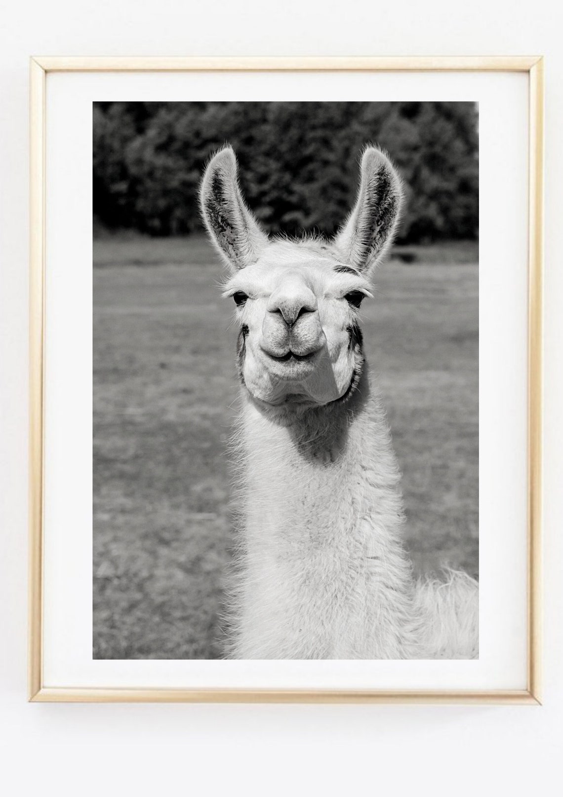 White Alpaca Black White Photo Portrait Cute Funny Animal Gift Poster - Image 2