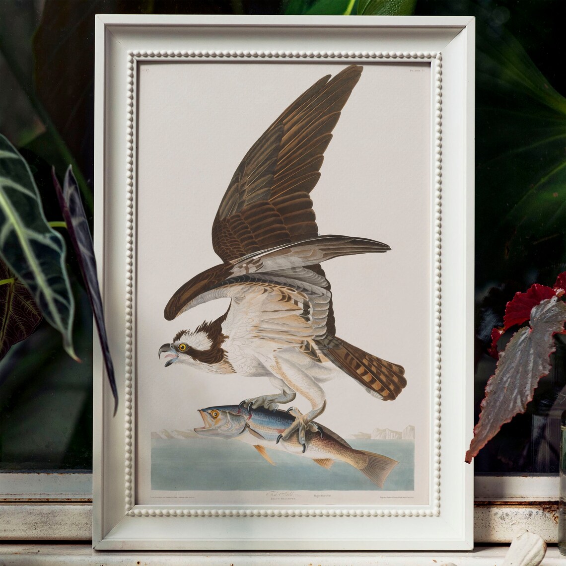 Fish Hawk Antique Bird Painting Vintage Poster - Image 4