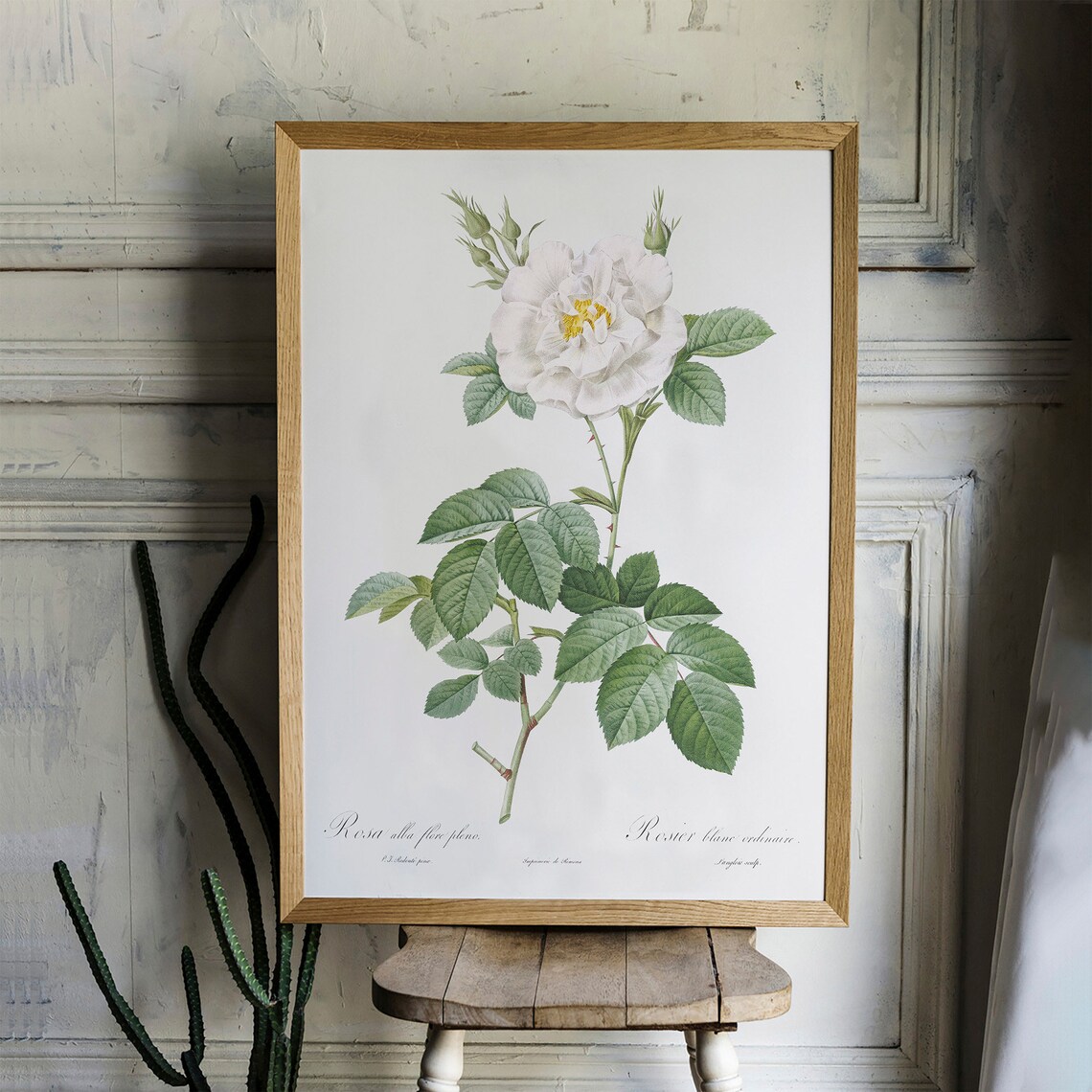 Vintage White Rose Botanical Art Print, Antique - Image 2
