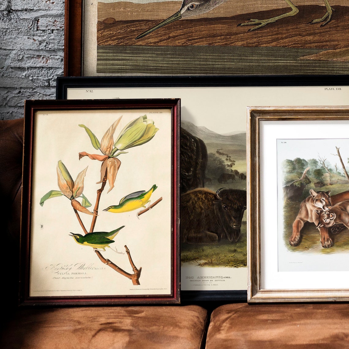 Audubon Kentucky Warbler Songbirds Vintage Magnolia Bird Plate Poster - Image 2