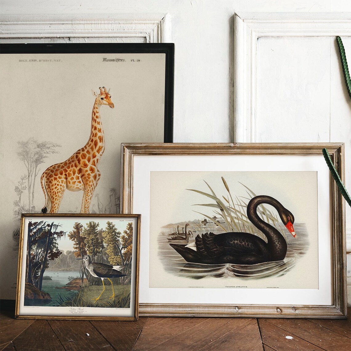 Black Swan Antique Bird Painting Vintage Art Print - Image 2