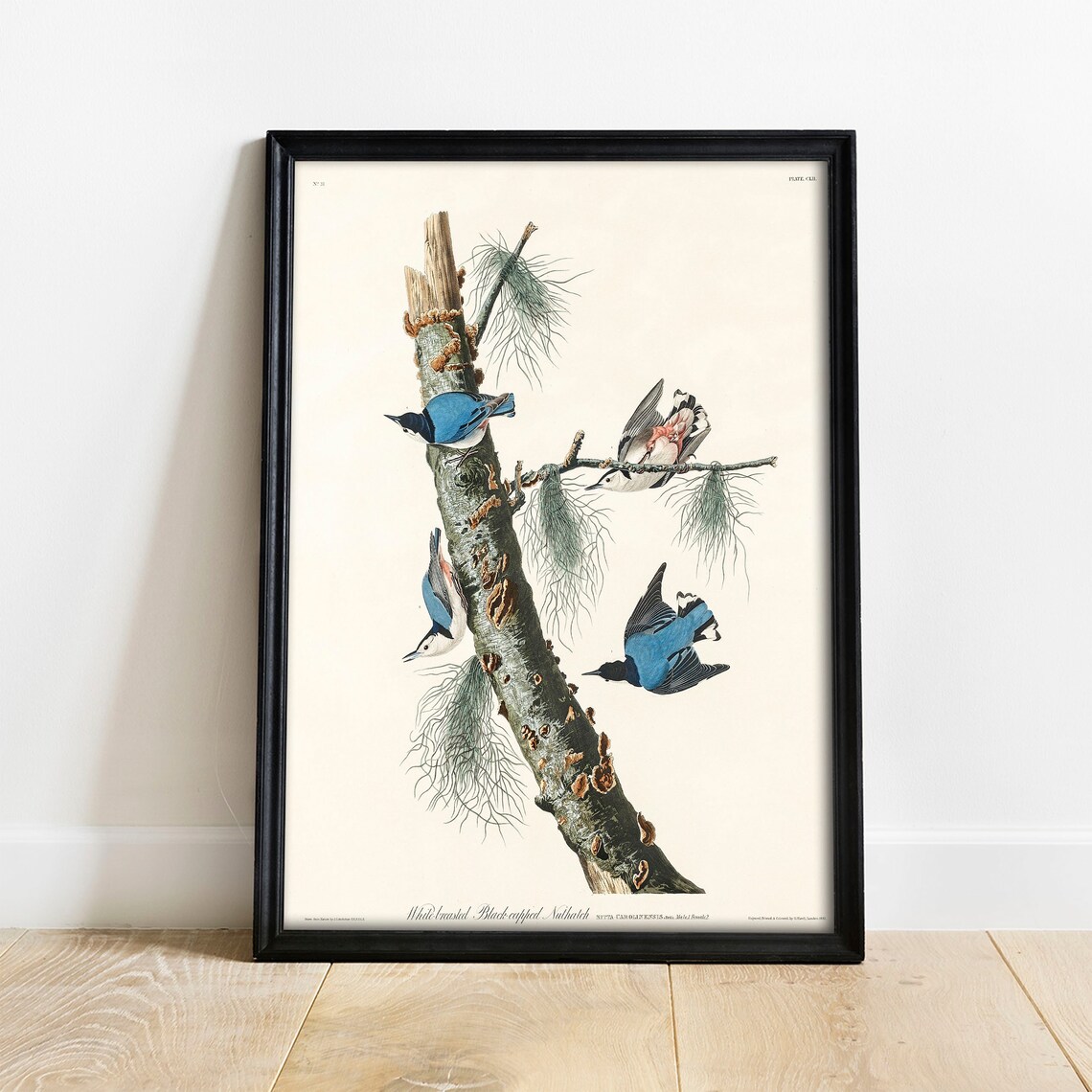 Nuthatch Antique Bird Painting Vintage Art Print