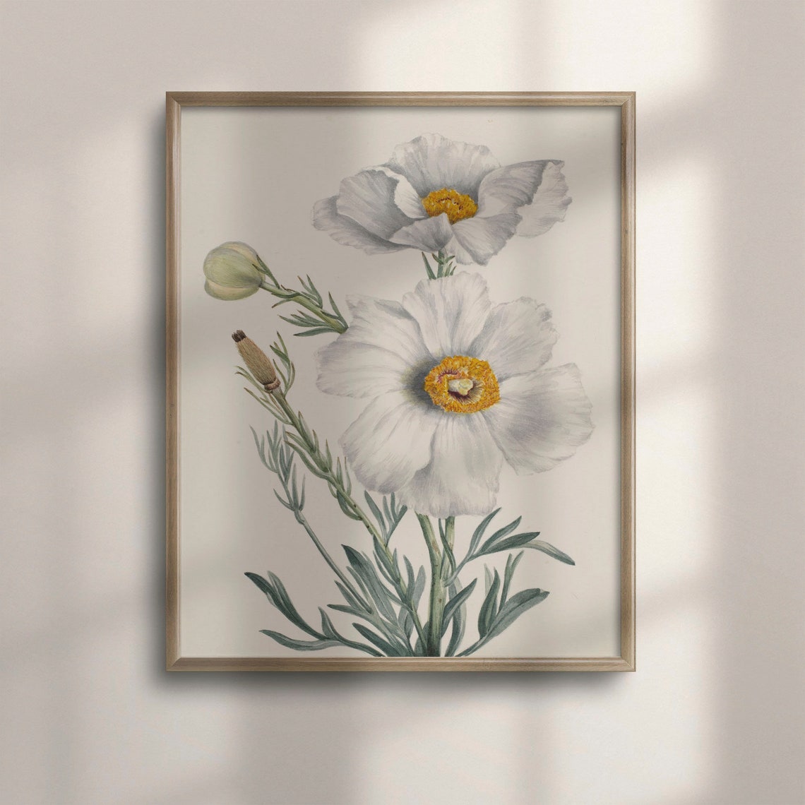 White Poppies With Golden Centers Vintage Botanical Floral Poster
