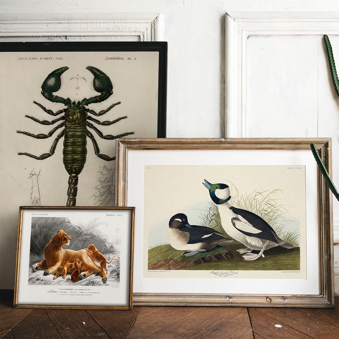 Buffel Headed Duck Vintage Bird Print Poster - Image 2