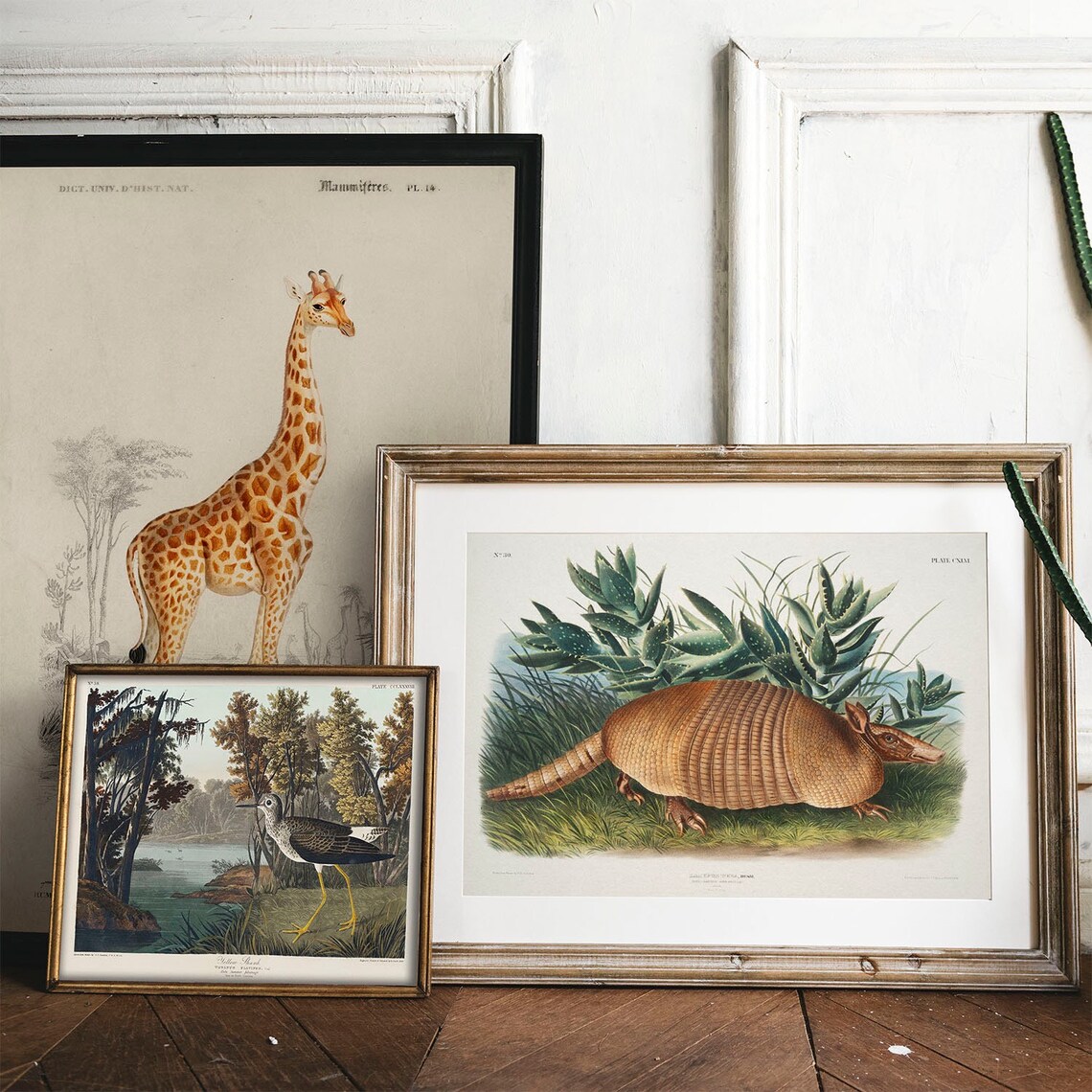 Antique Armadillo Vintage Animal Art Print - Image 2