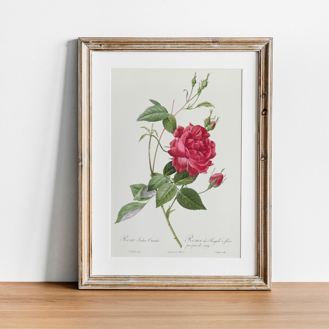 Red Rose Botanical Engraving Vintage Flower Art Print for Home