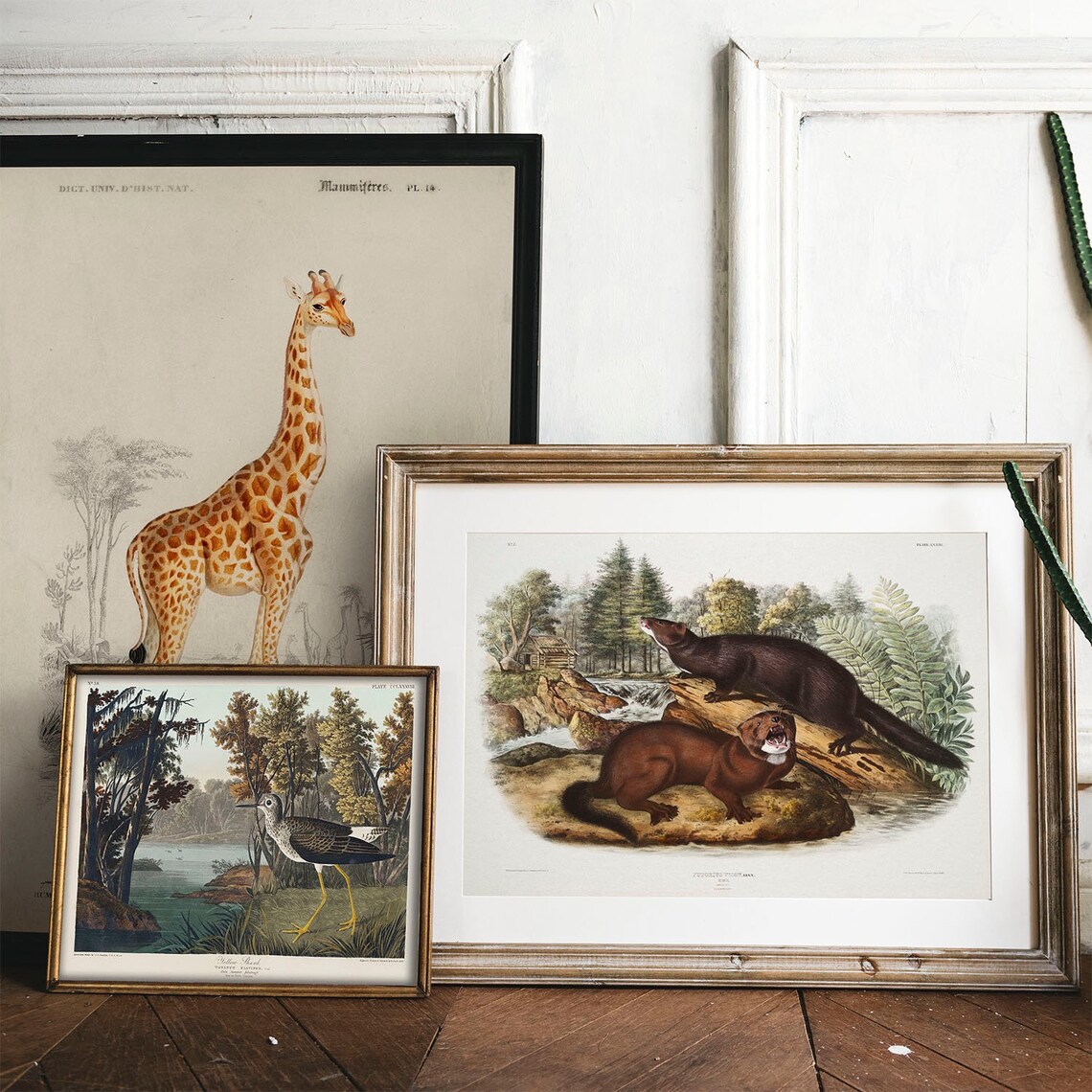 Mink Print, Vintage Animal Drawing Poster - Image 2