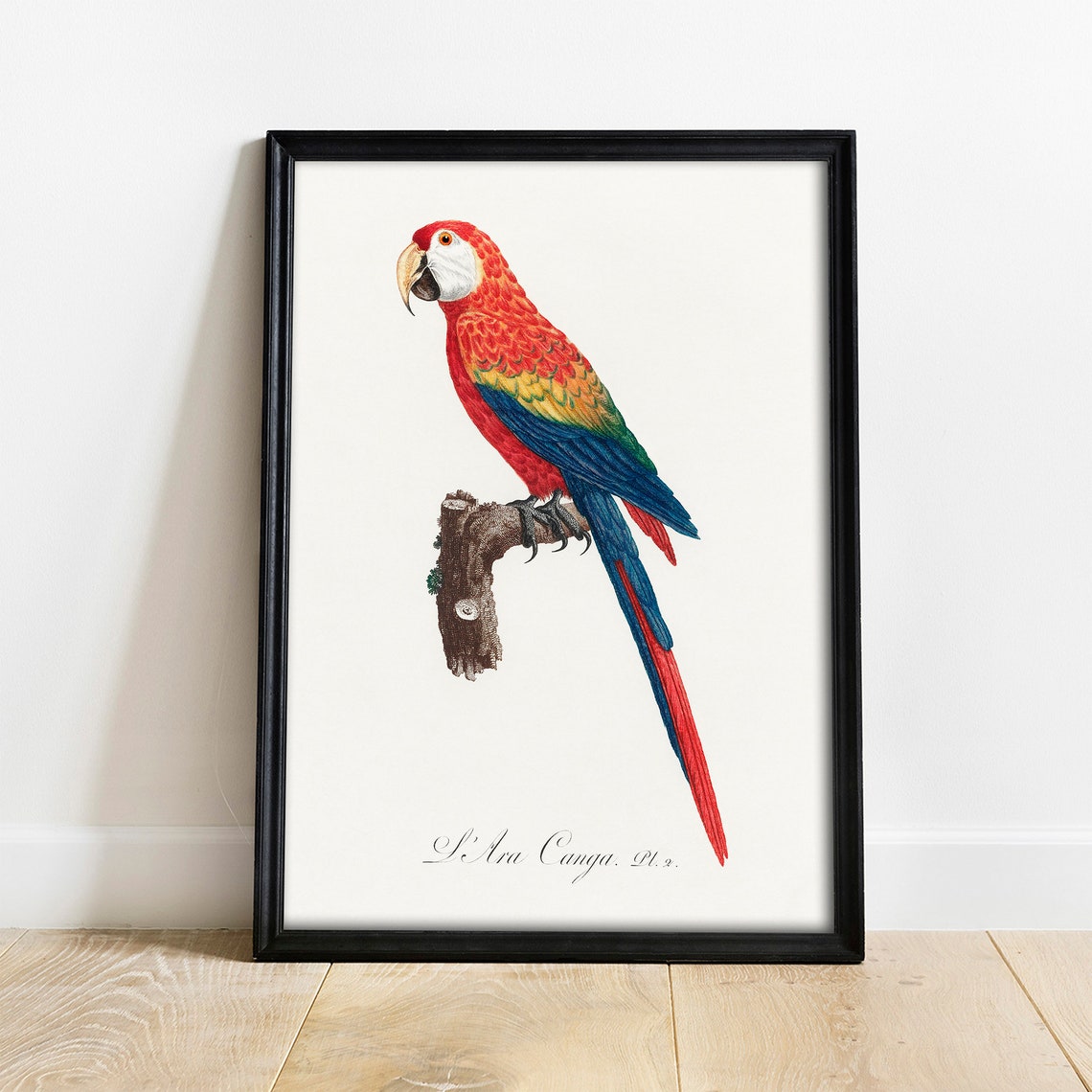 Scarlet Macaw Ara Canga Antique Parrot Bird Engraving Poster
