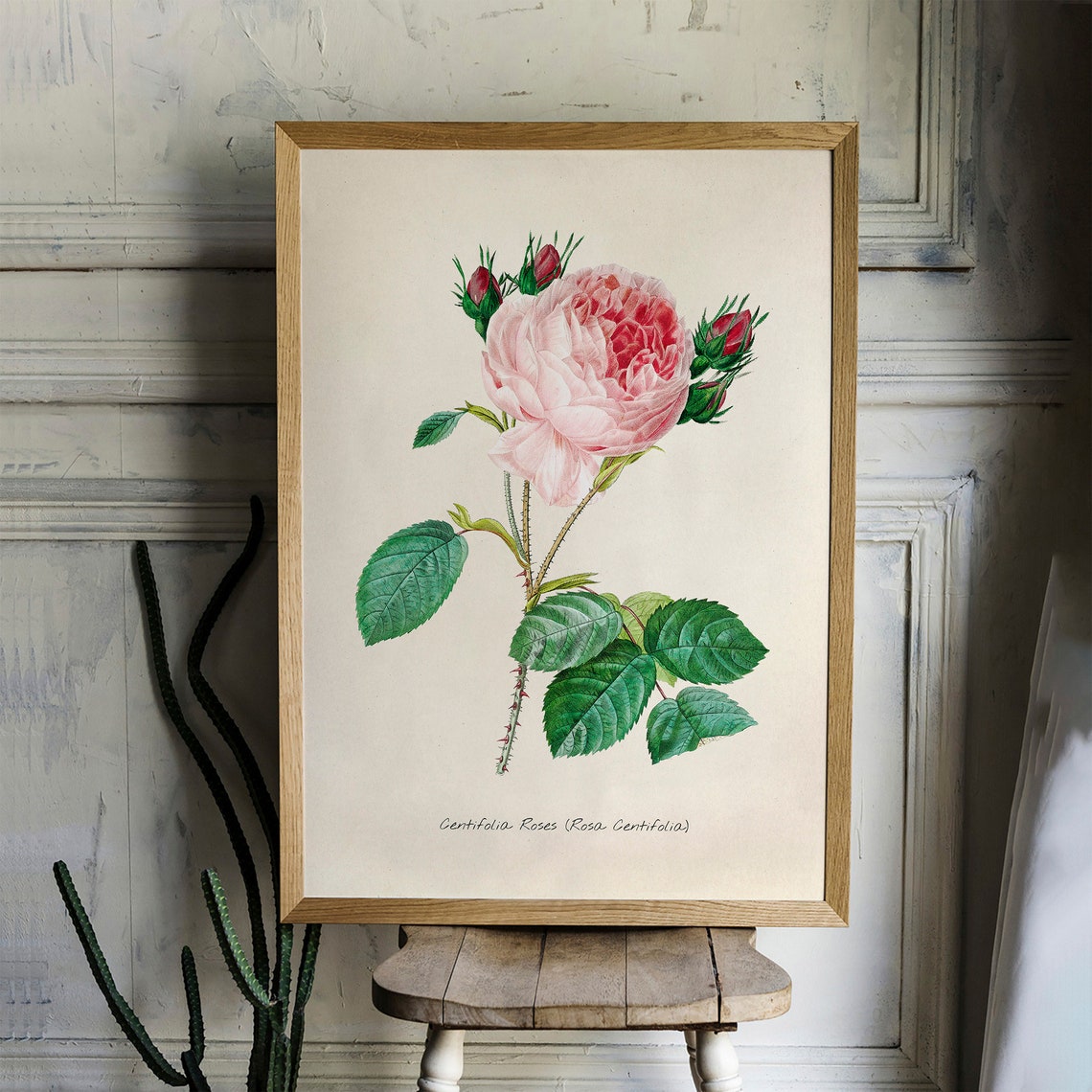 Pink Rose Centifolia Botanical Engraving Vintage Flower Art Print - Image 2