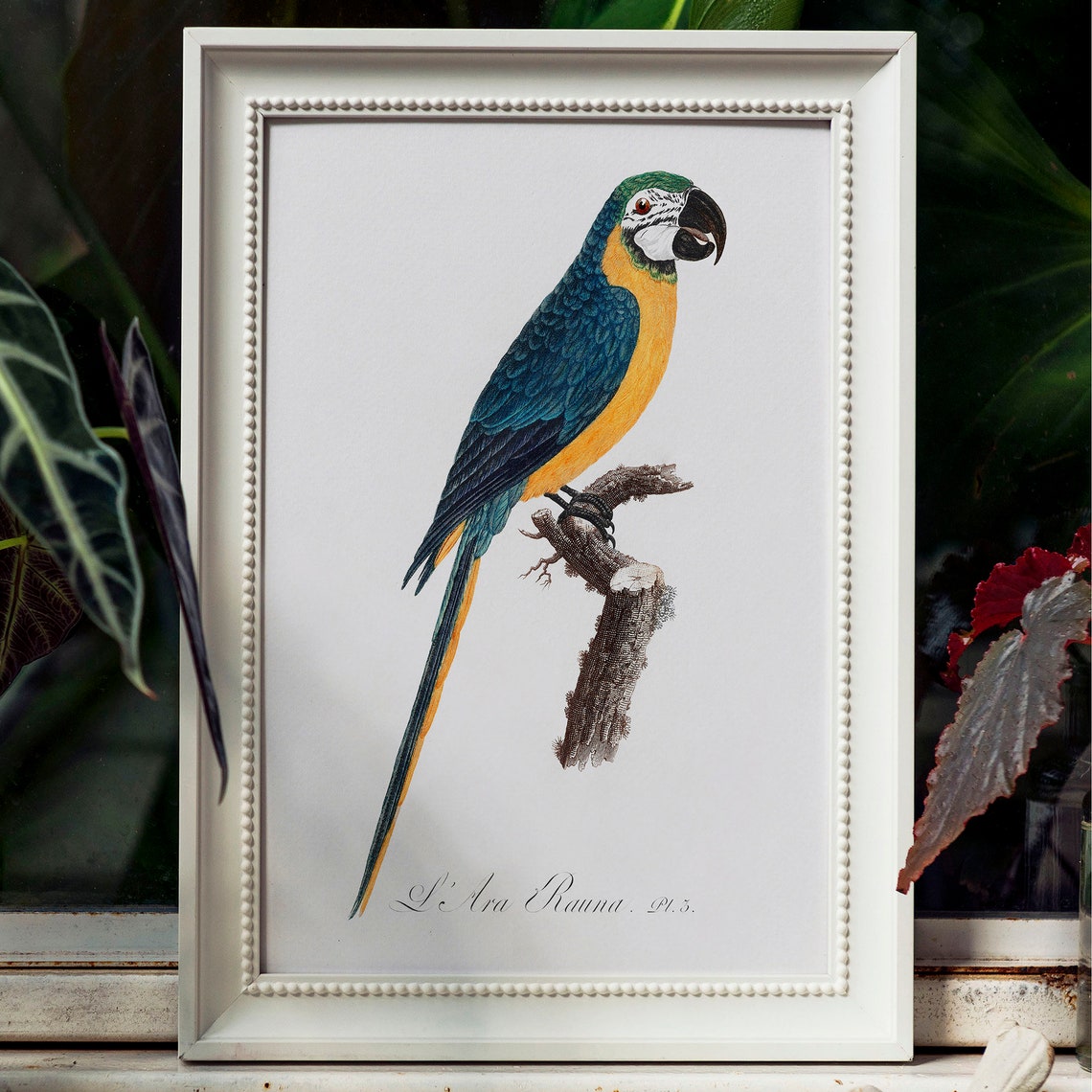 Blue and Yellow Macaw Vintage Tropical Parrot Illustration Poster - Image 4