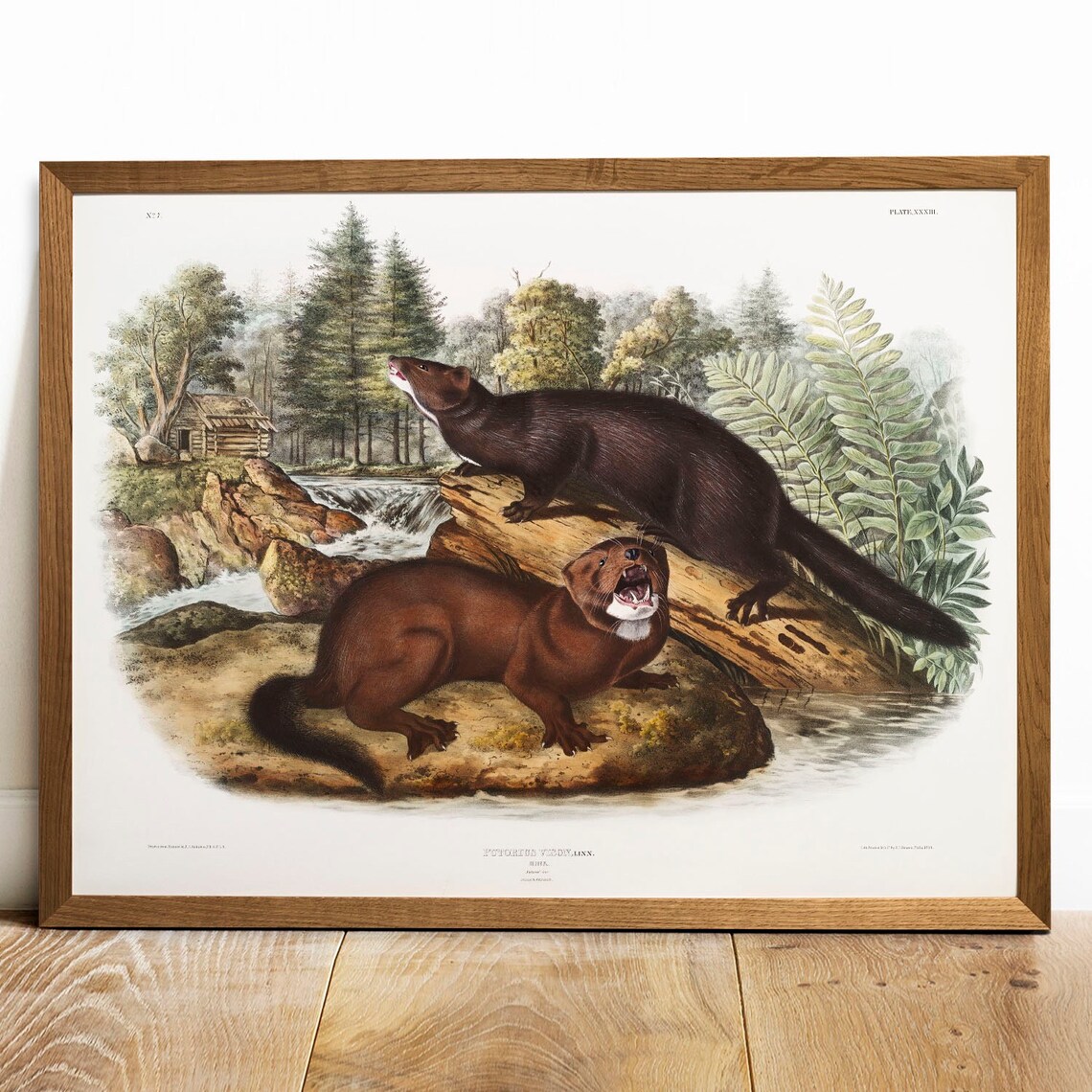 Mink Print, Vintage Animal Drawing Poster
