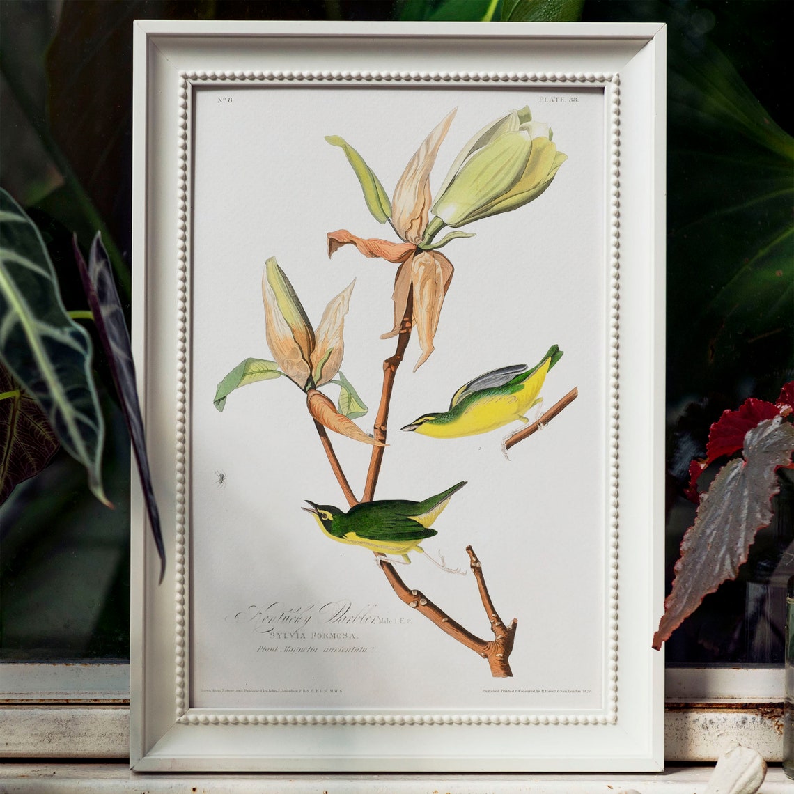 Audubon Kentucky Warbler Songbirds Vintage Magnolia Bird Plate Poster - Image 4