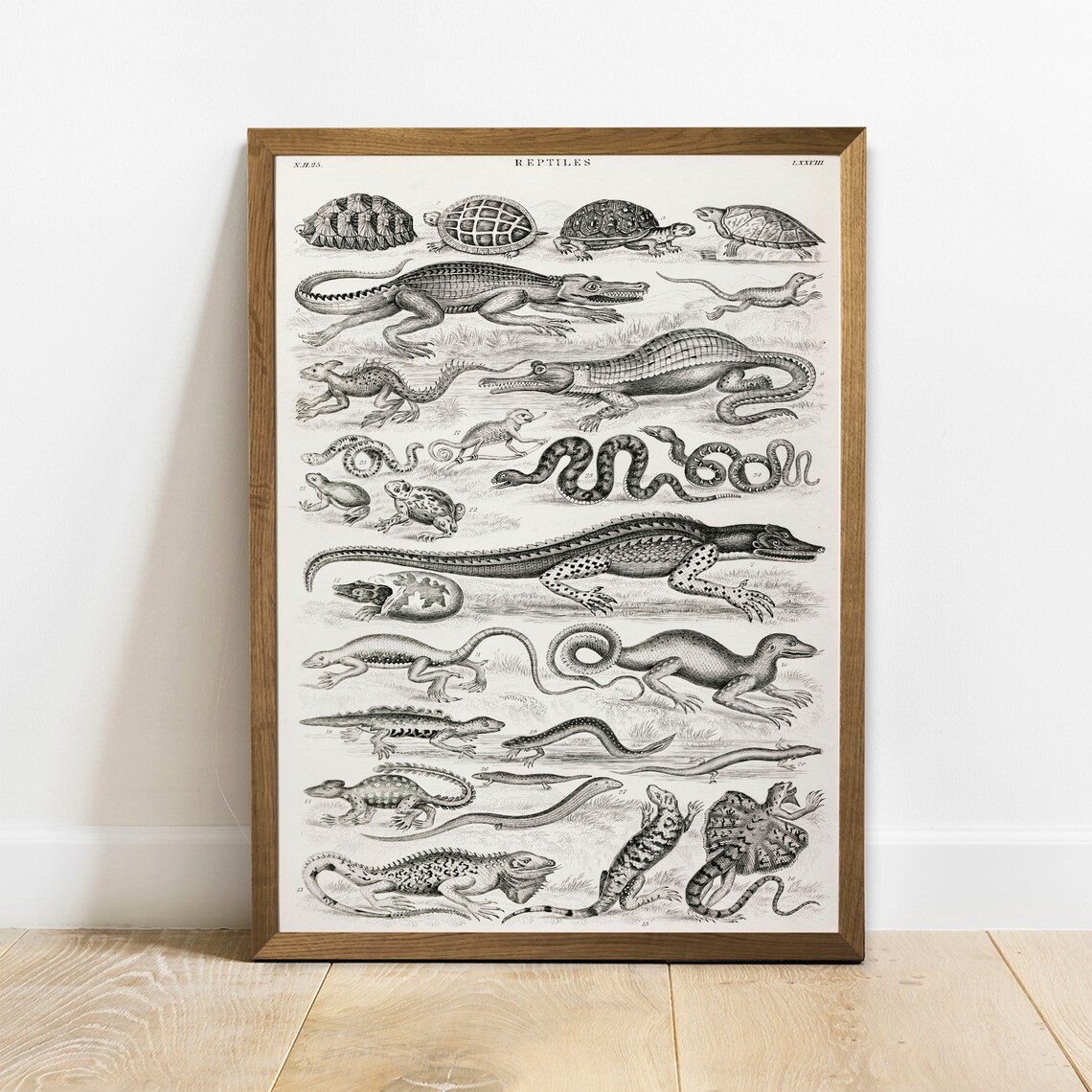 Reptile Collection Antique Animal Vintage Art Print