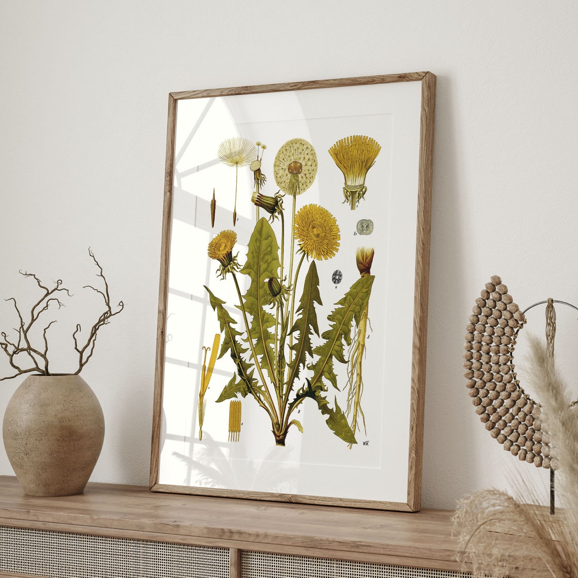 Vintage Dandelion Botanical Study Taraxacum Officinale Chart Poster - Image 4