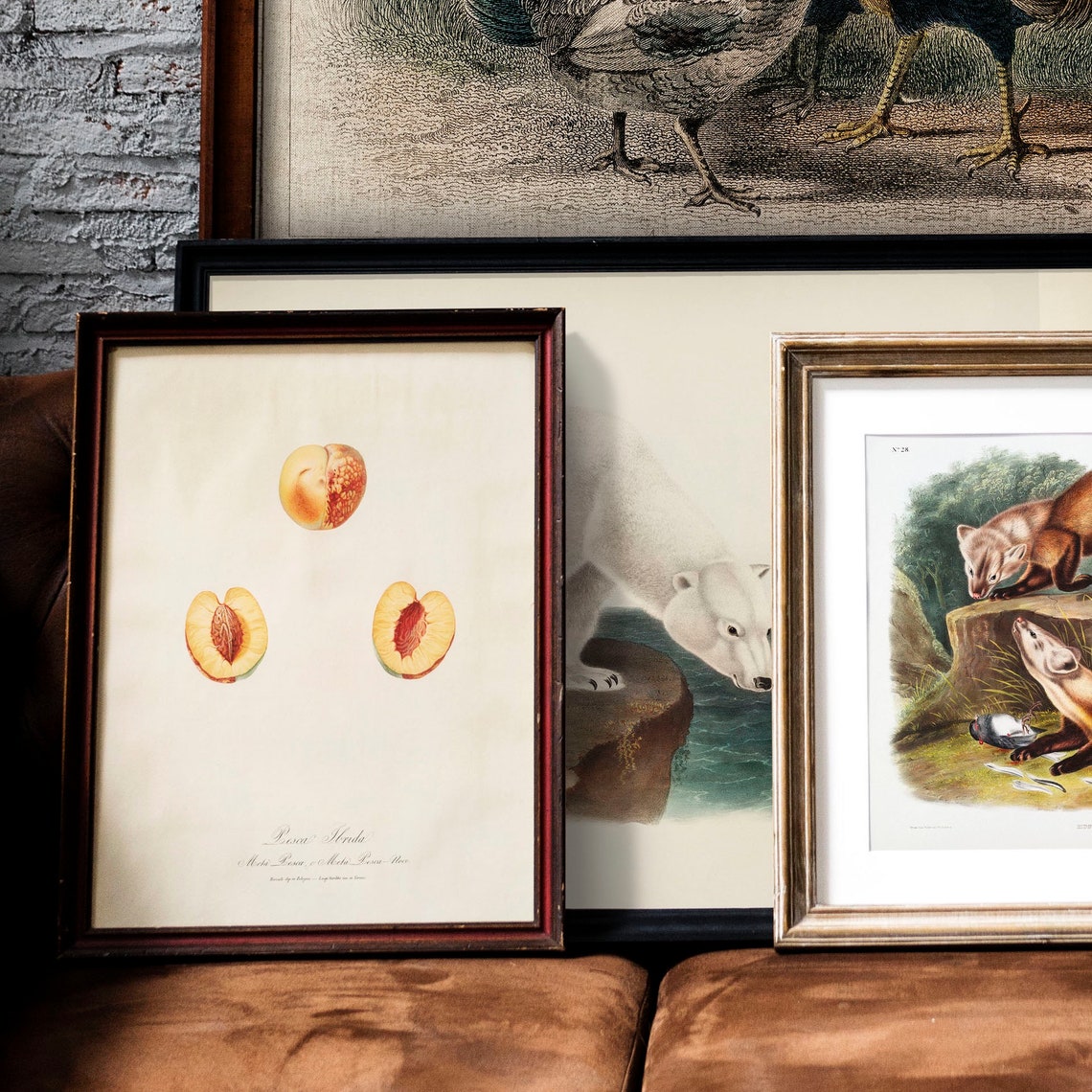 Nectarine Antique Print Illustration Kitchen Poster Nectarines Drawing Gift For Mom Kitchen Antique Fruit Print Prints For Kitchen B38 - Image 3