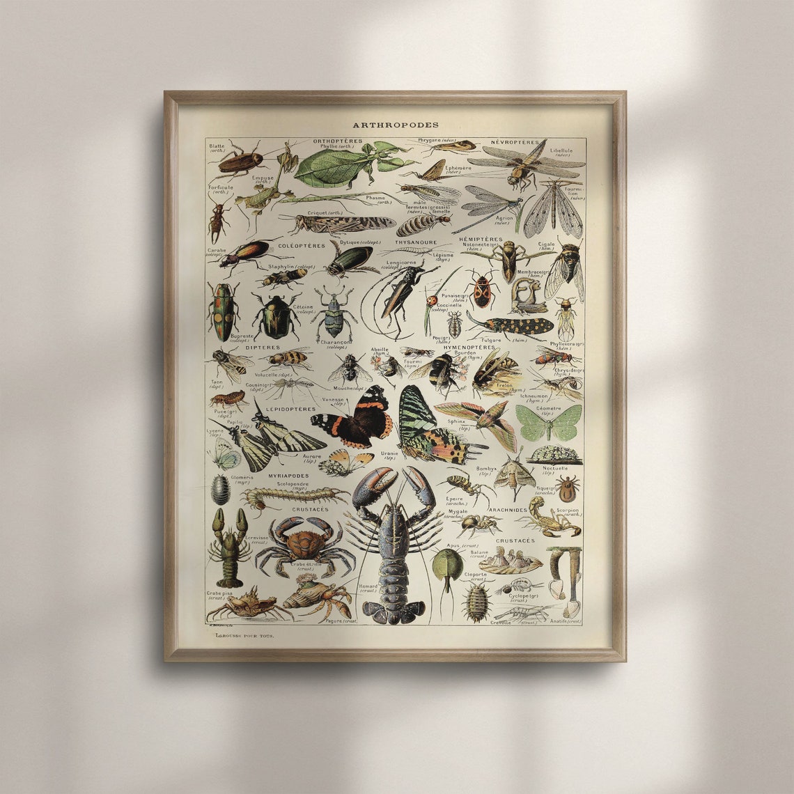 Adolphe Millot Arthropodes Insects Larousse Vintage Science Poster