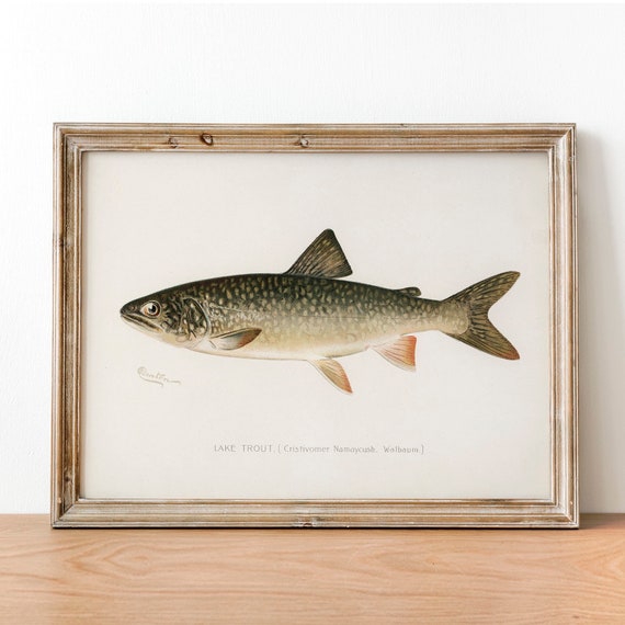 Lake Trout Vintage Fishing Poster Art Print