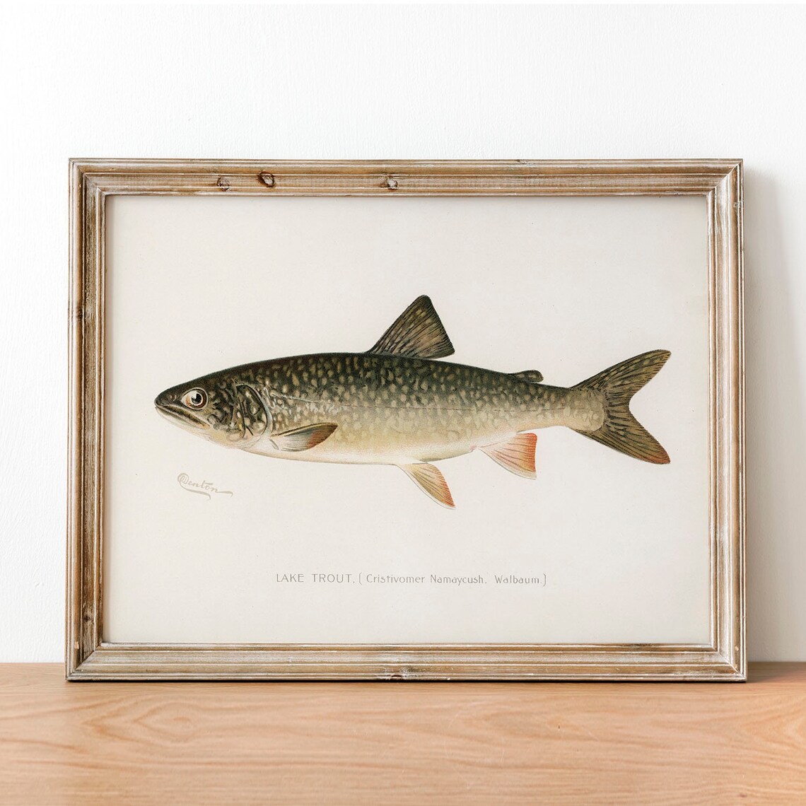 Lake Trout Vintage Fishing Poster Art Print