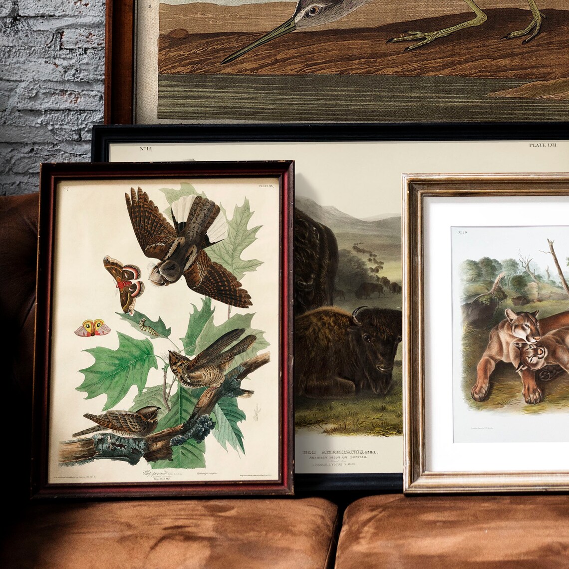 Whip Poor Will Antique Bird Drawing, Nature Print - Image 2
