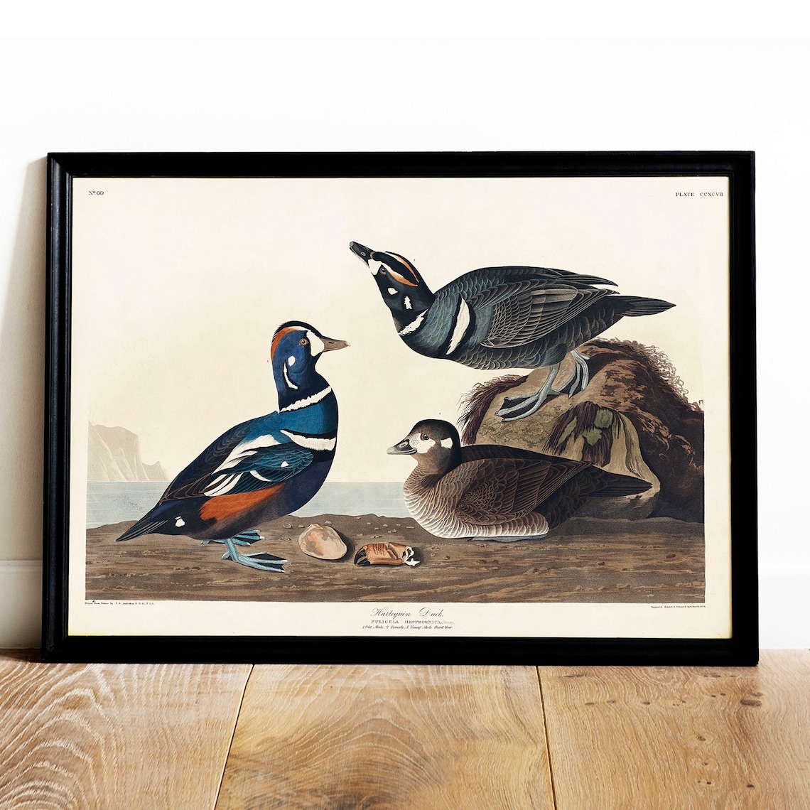 Harlequin Duck Vintage Bird Illustration Art Print