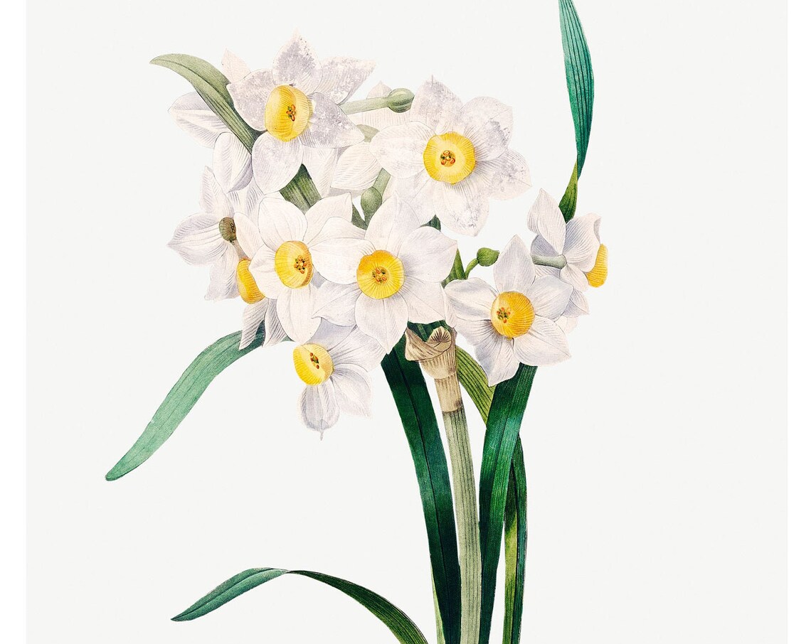 Daffodil Vintage Lithograph, Fine Art Print