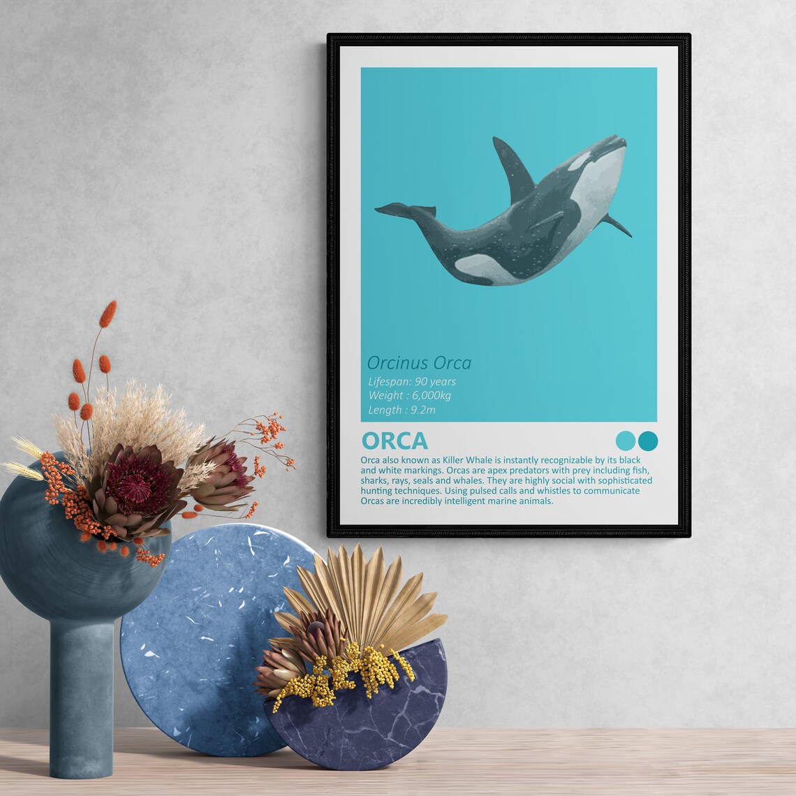 Orca Killer Whale Orcinus Orca Facts Educational Ocean Wall Art - Image 3