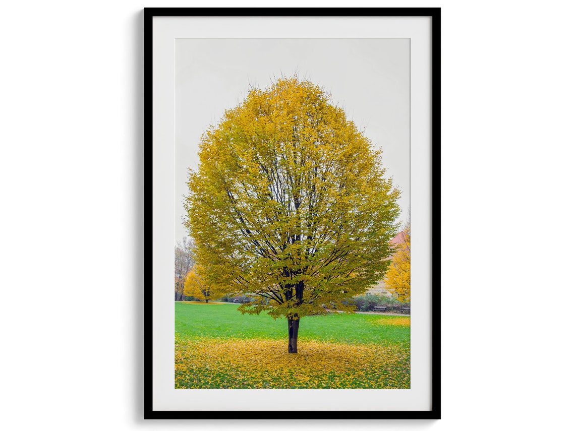 Golden Autumn Tree In Park Fall Foliage Carpet Serene Nature Poster - Image 5