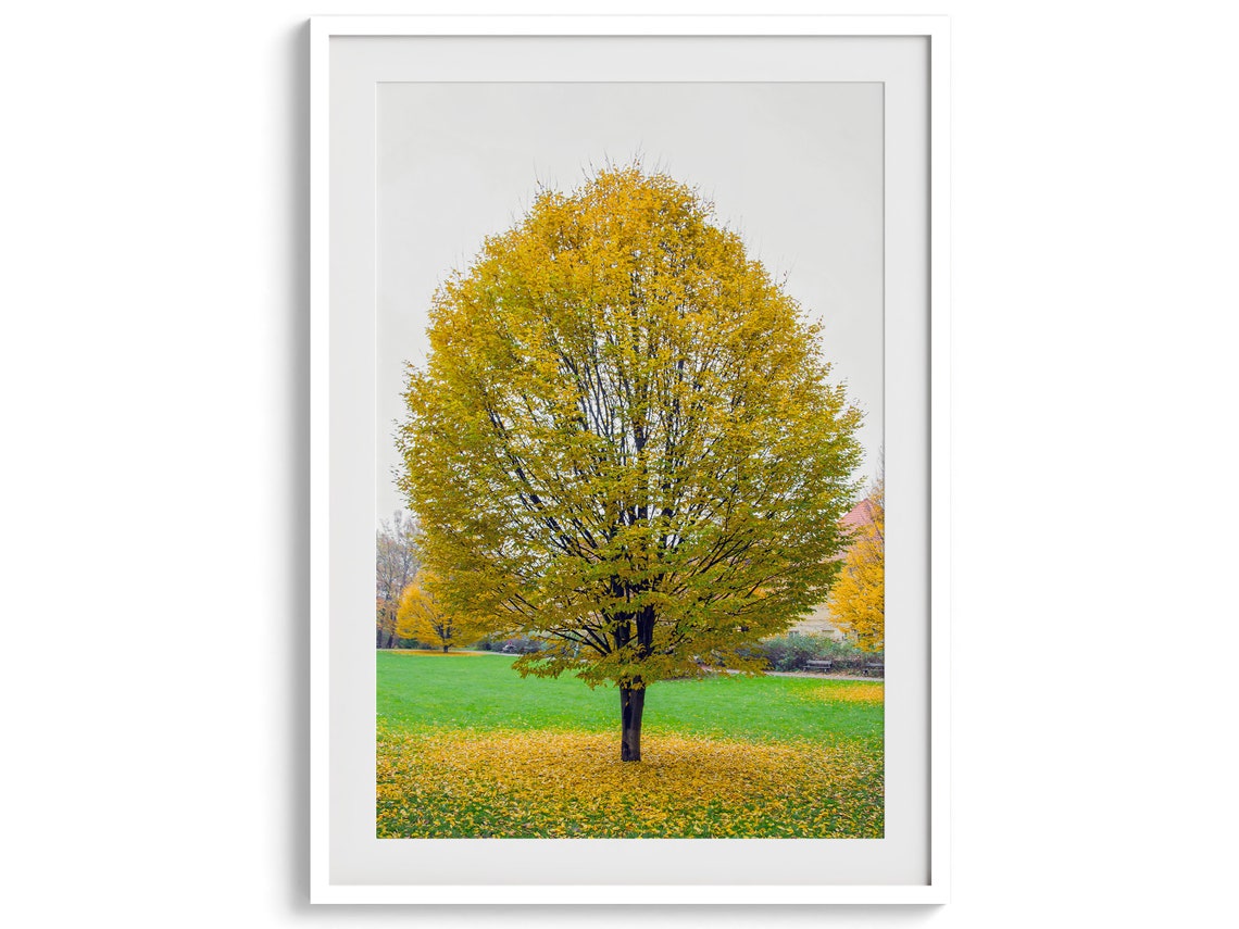 Golden Autumn Tree In Park Fall Foliage Carpet Serene Nature Poster - Image 4