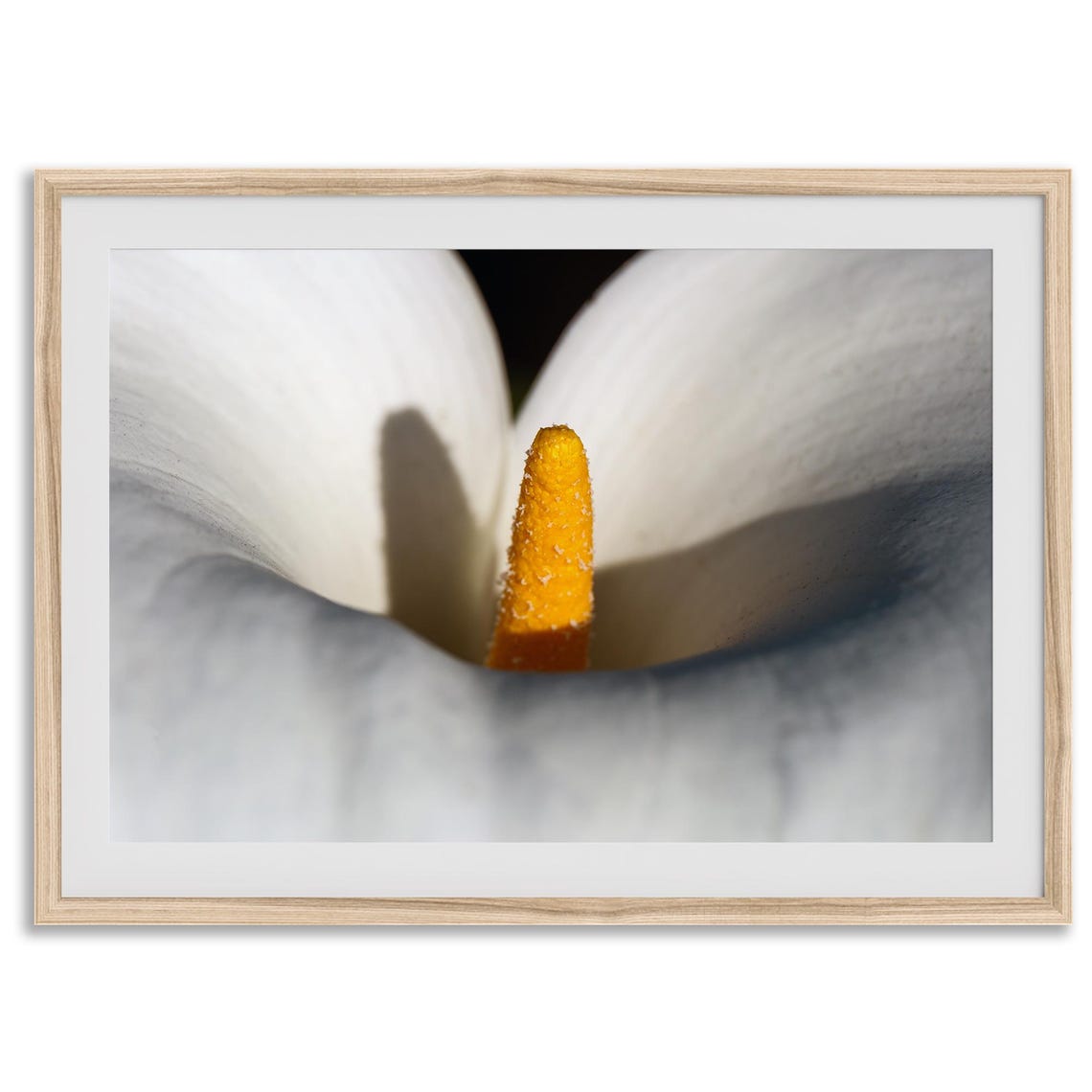 White Calla Lily Macro Golden Center Elegant Botanical Art Print