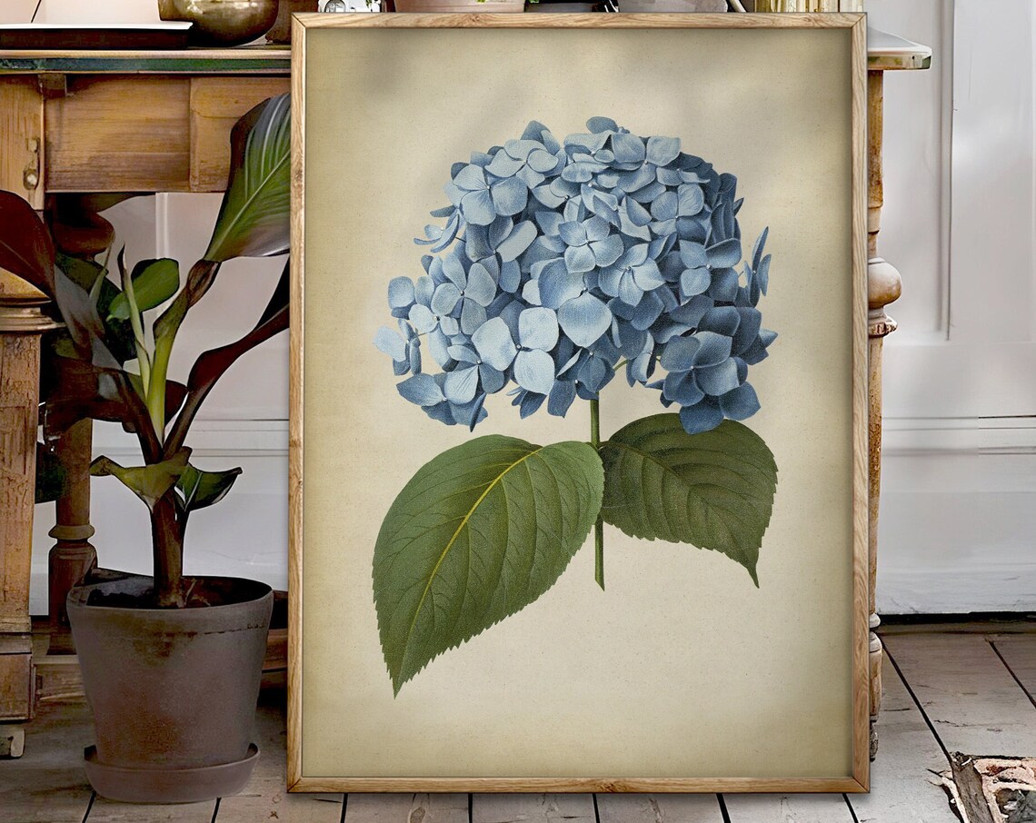 Blue Hydrangea Rustic Botanical Art Print