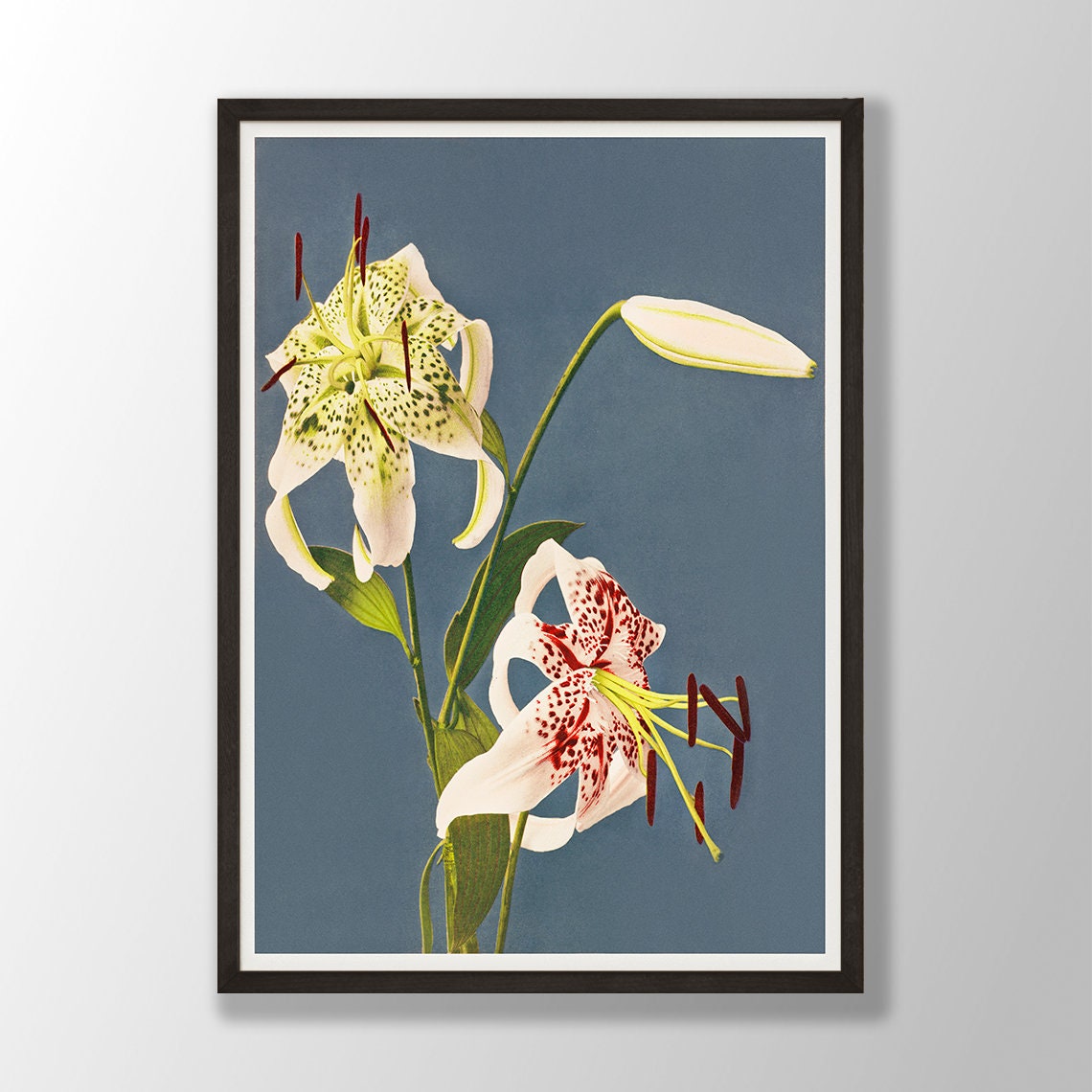 Spotted White Lily Blue Ground Vintage Japanese Botanical Poster