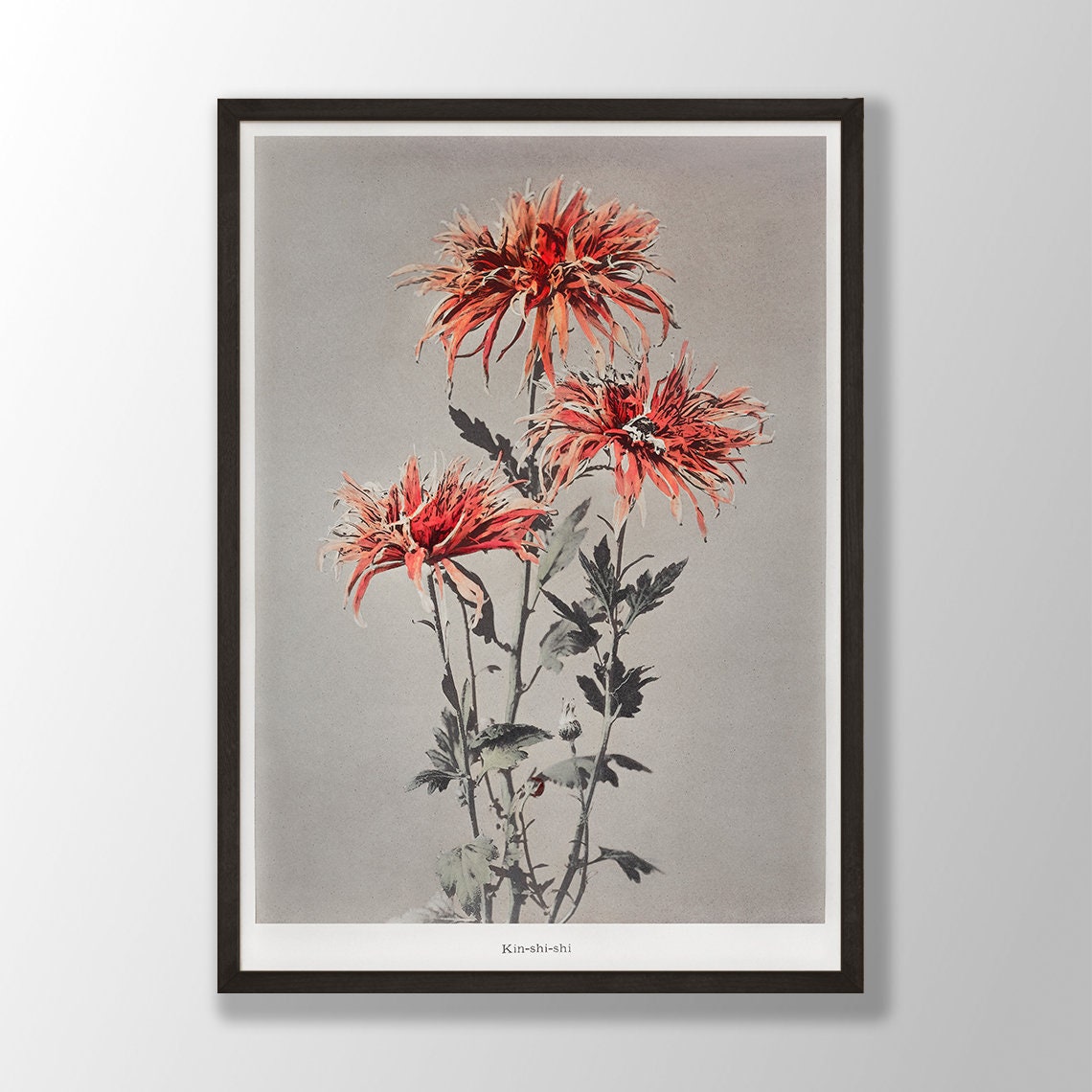 Kin Shi Shi Red Spider Chrysanthemum Vintage Japanese Art Poster