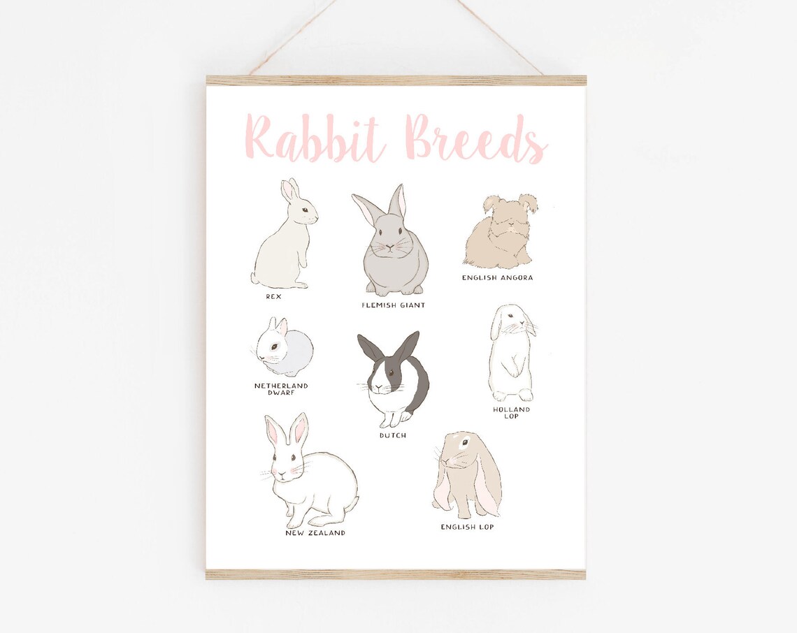 Types Of Rabbits Chart, Easter Rabbit Lovers Gift