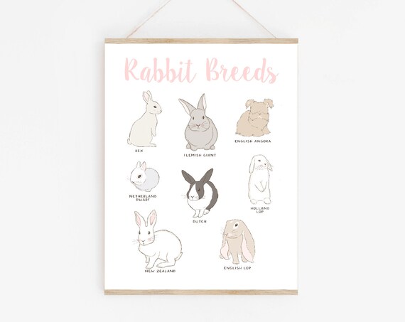 Types Of Rabbits Chart, Easter Rabbit Lovers Gift