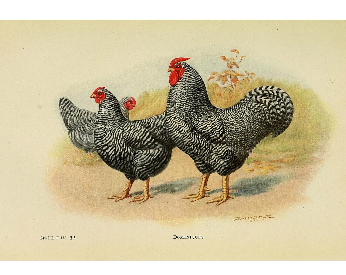 Dominiques Vintage Lithograph, Retro Art Print