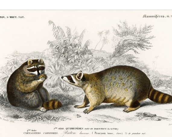 Raccoons Raton Laveur 1892 d'Orbigny French Natural History Poster