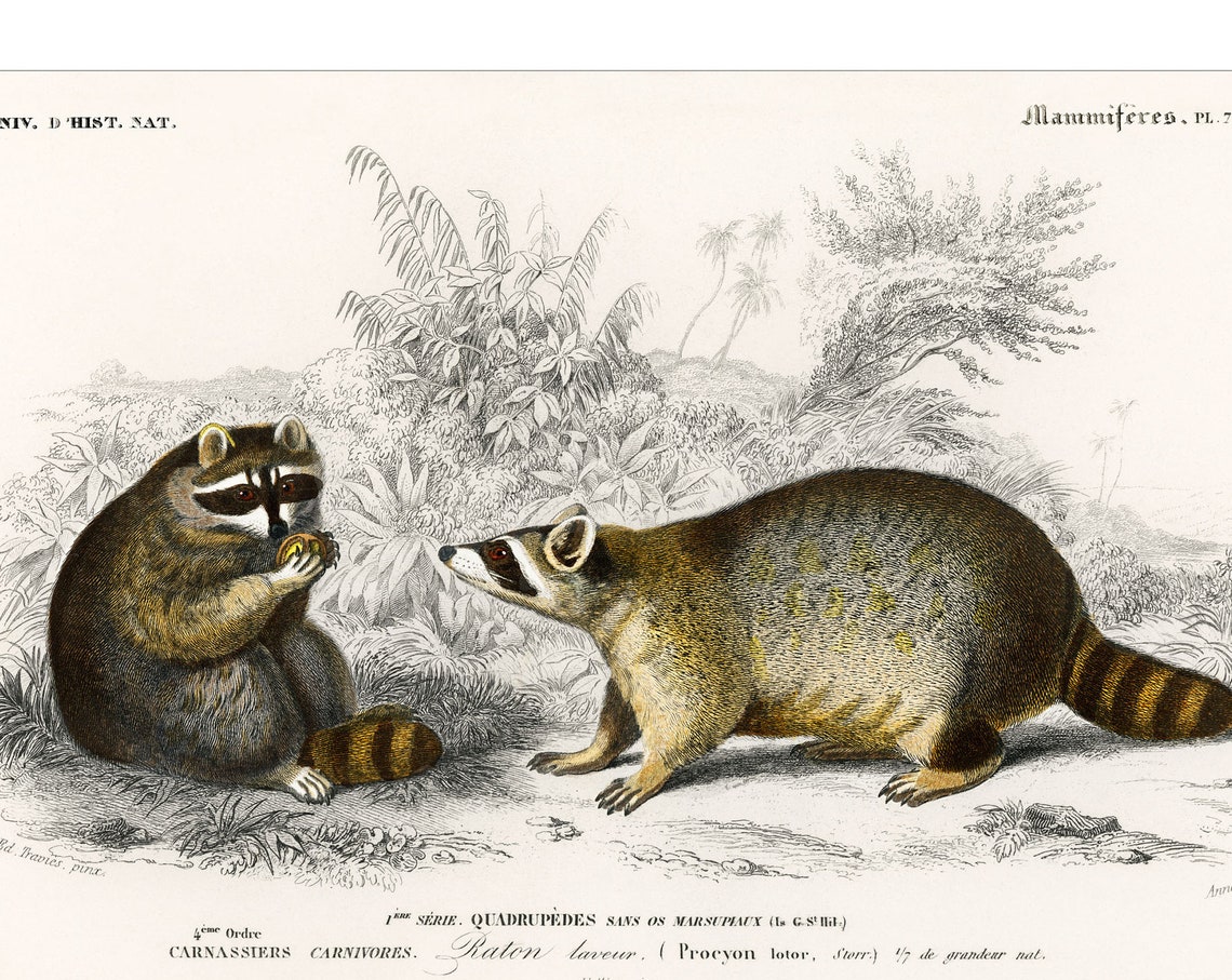 Raccoons Raton Laveur 1892 d'Orbigny French Natural History Poster