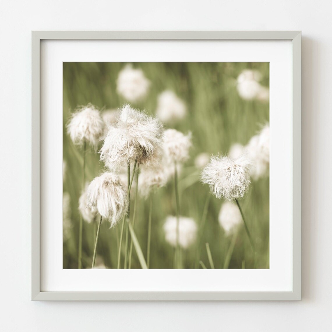 Soft White Fluffy Wildflower Seed Heads Macro Photography Poster